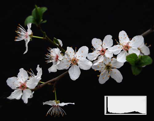 Light on Dark Background