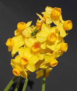 Narcissus Portrait